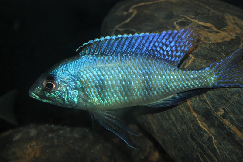 Mylochromis ericotaenia 'Manda'